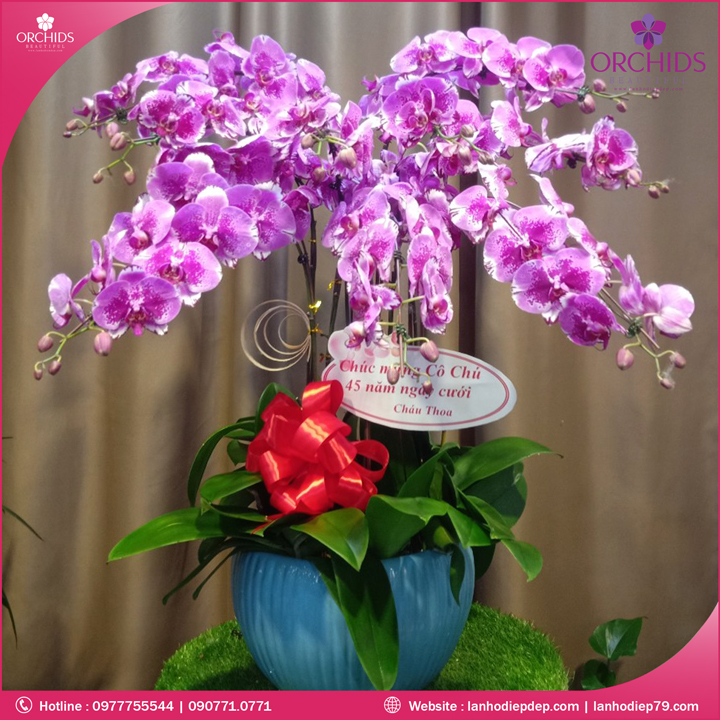 Chậu hoa lan hồ điệp độc lạ 9 cành