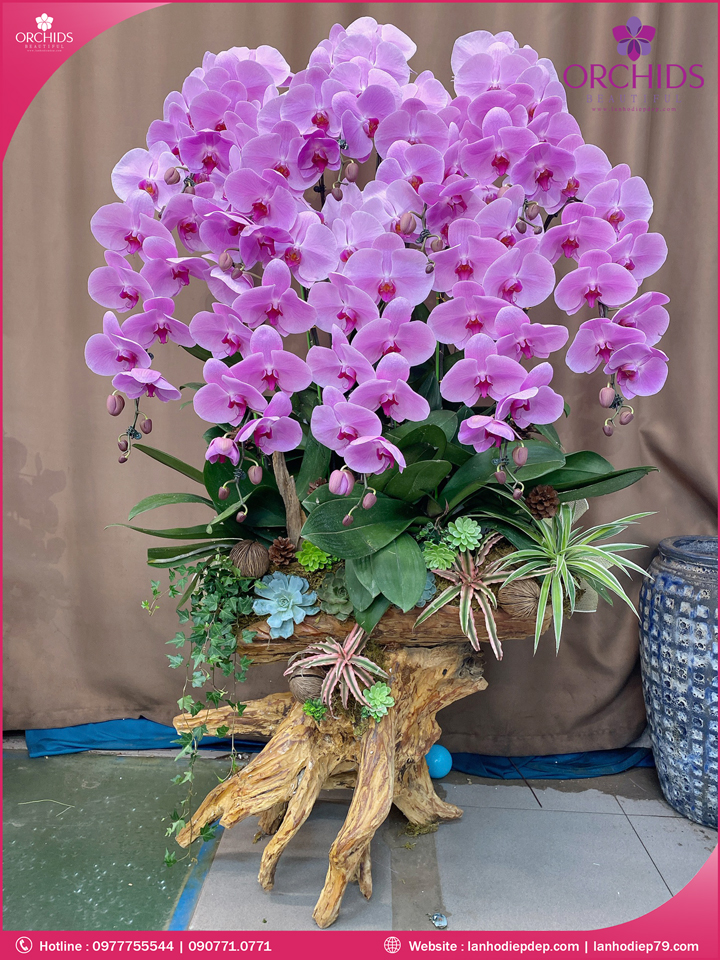 Chậu hoa lan hồ điệp hồng 10 cành