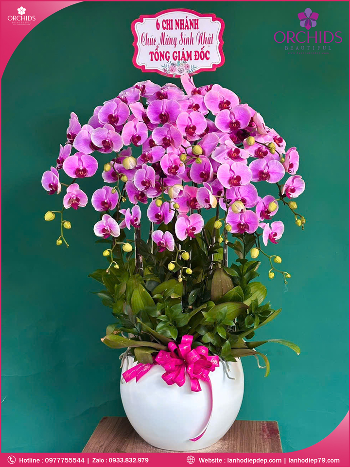 Chậu hoa lan hồ điệp hồng 10 cành H265
