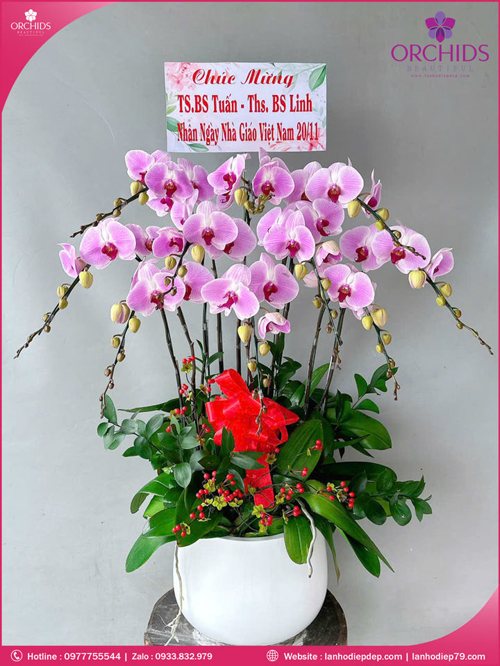 Chậu hoa lan hồ điệp hồng 10 cành H280