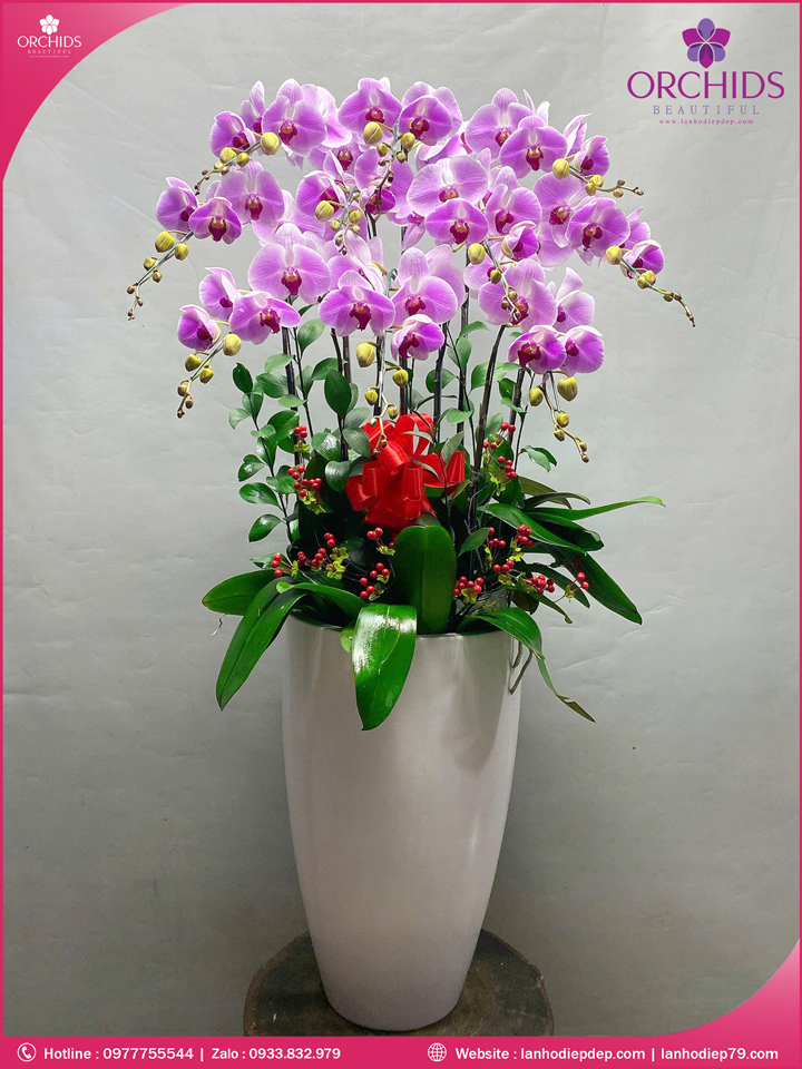 Chậu hoa lan hồ điệp hồng 10 cành H282
