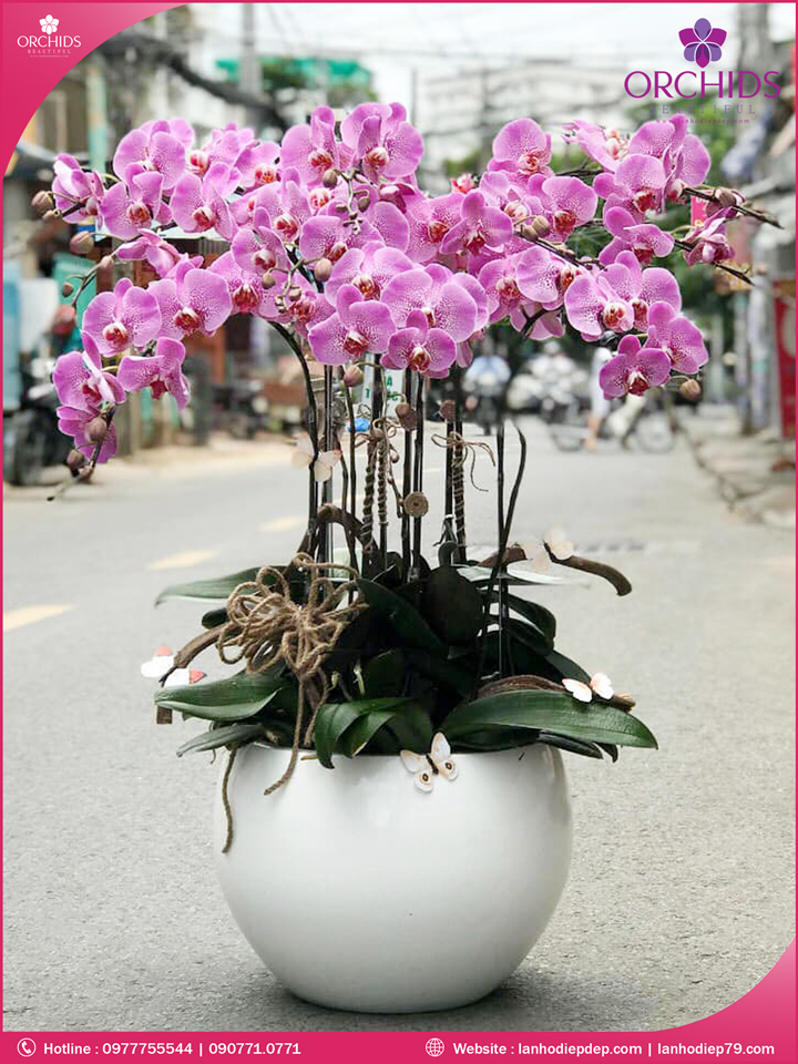 Chậu hoa lan hồ điệp hồng 10 cành
