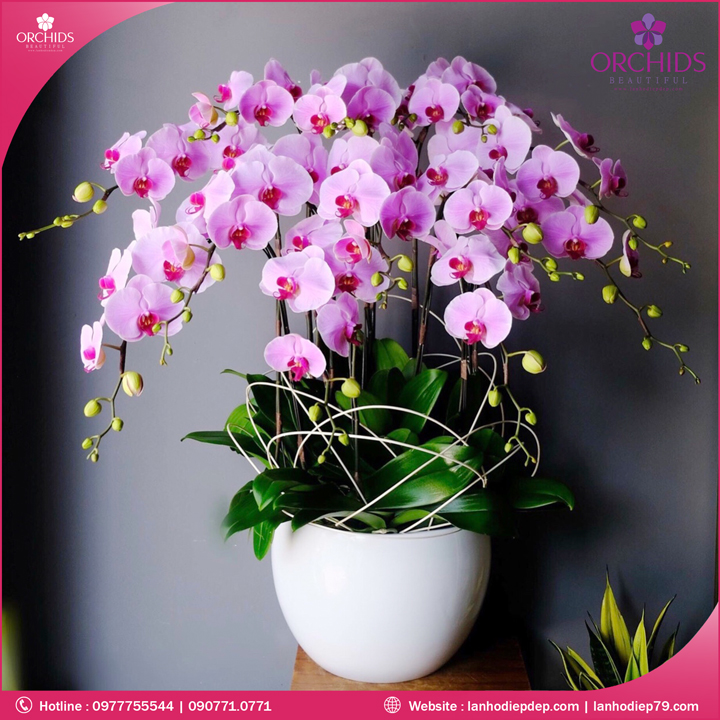 Chậu hoa lan hồ điệp hồng 12 cành