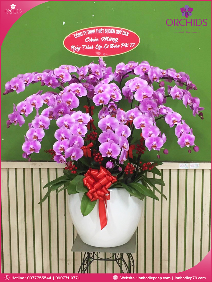 Chậu hoa lan hồ điệp hồng 15 cành