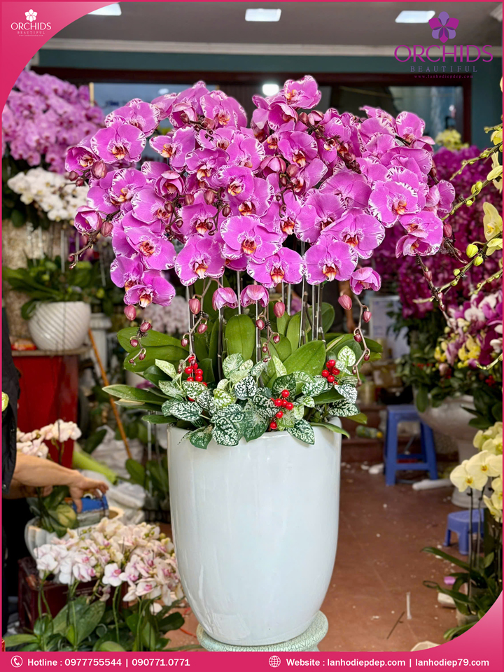 Chậu hoa lan hồ điệp hồng 15 cành