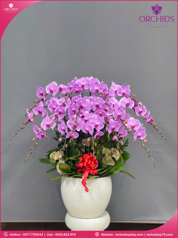 Chậu hoa lan hồ điệp hồng 15 cành H267