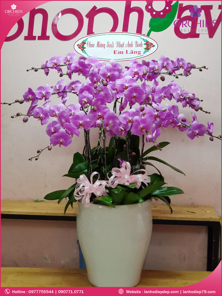 Chậu hoa lan hồ điệp hồng 15 cành