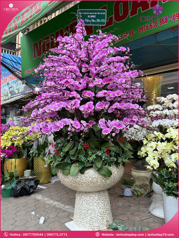 Chậu hoa lan hồ điệp hồng 150 cành
