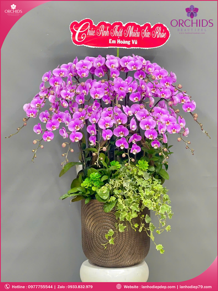 Chậu hoa lan hồ điệp hồng 18 cành H269