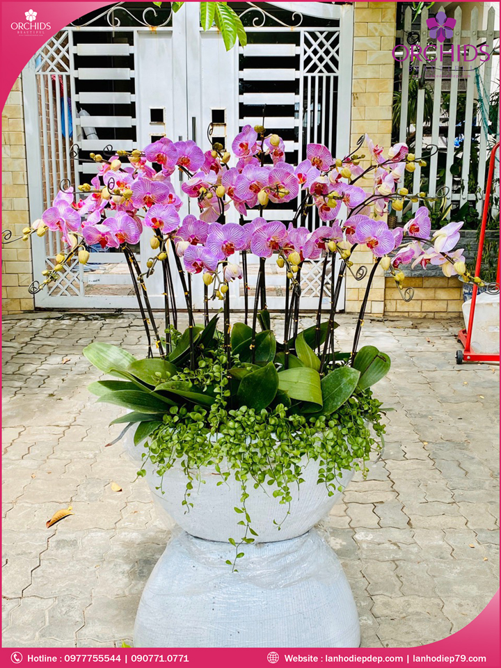 Chậu hoa lan hồ điệp hồng 20 cành