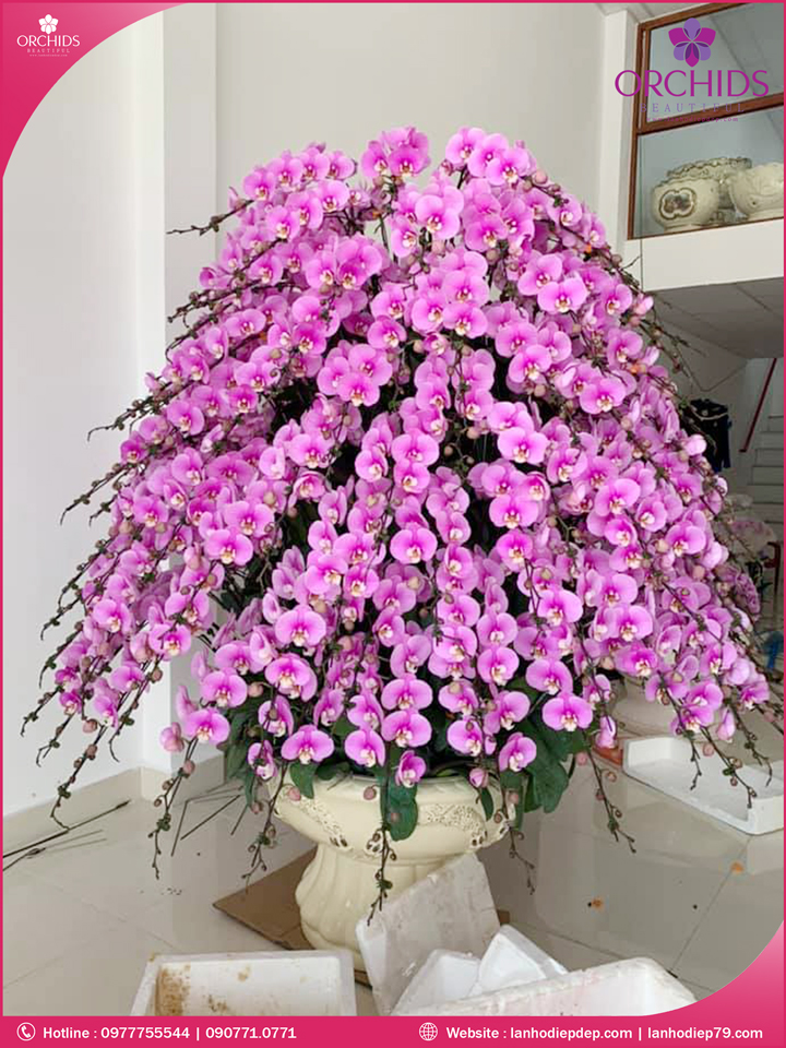 Chậu hoa lan hồ điệp hồng 200 cành