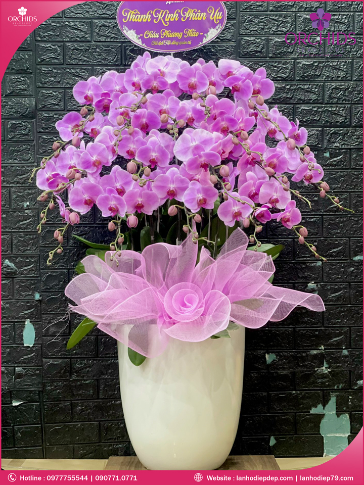 Chậu hoa lan hồ điệp hồng 22 cành
