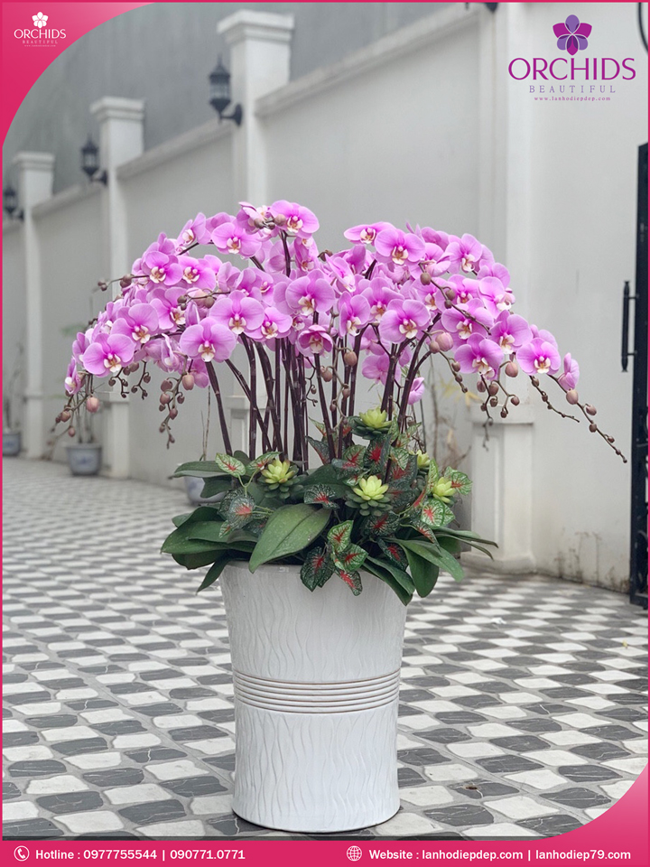 Chậu hoa lan hồ điệp hồng 25 cành