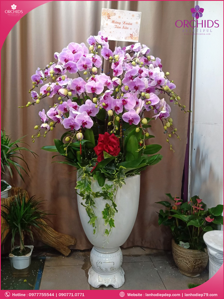 Chậu hoa lan hồ điệp hồng 30 cành