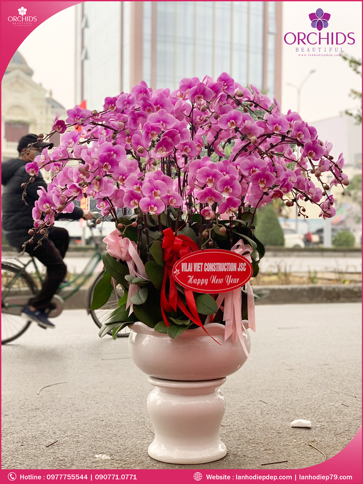 Chậu hoa lan hồ điệp hồng 32 cành