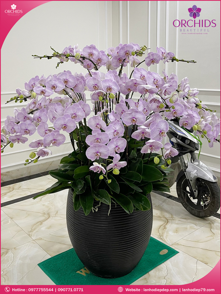 Chậu hoa lan hồ điệp hồng 35 cành