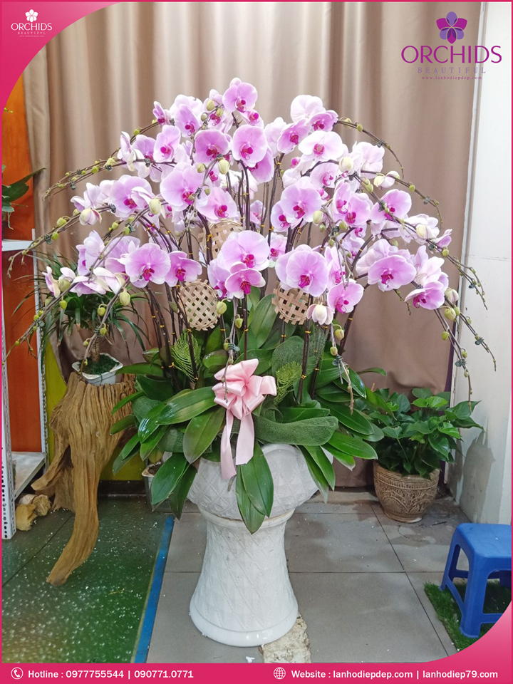 Chậu hoa lan hồ điệp hồng 35 cành