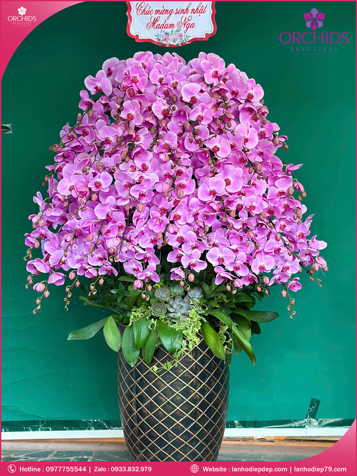Chậu hoa lan hồ điệp hồng 45 cành H271