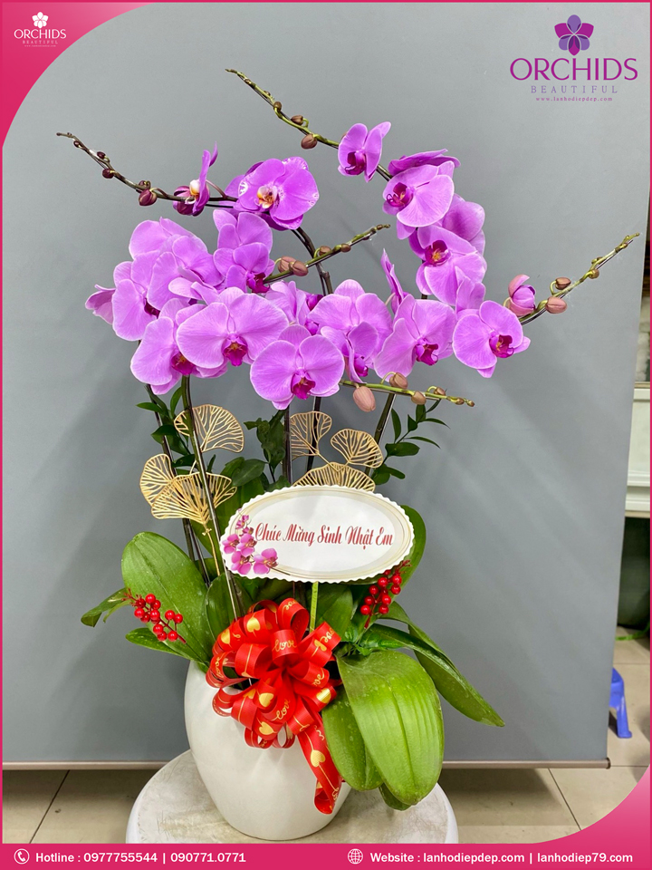 Chậu hoa lan hồ điệp hồng 5 cành