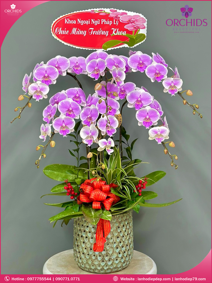 Chậu hoa lan hồ điệp hồng 6 cành