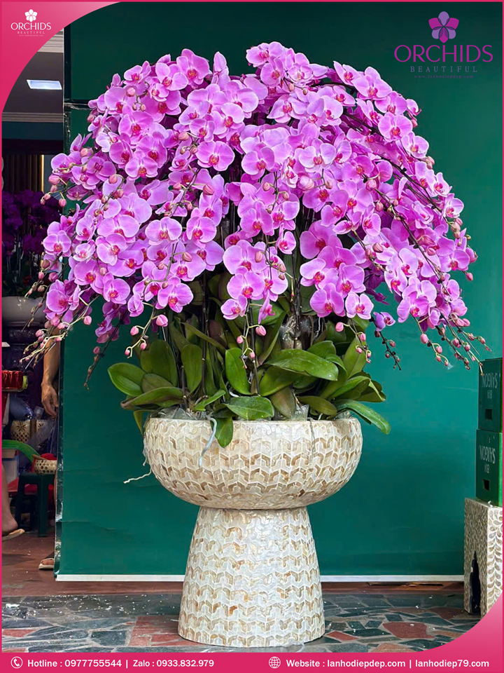 Chậu hoa lan hồ điệp hồng 60 cành H274