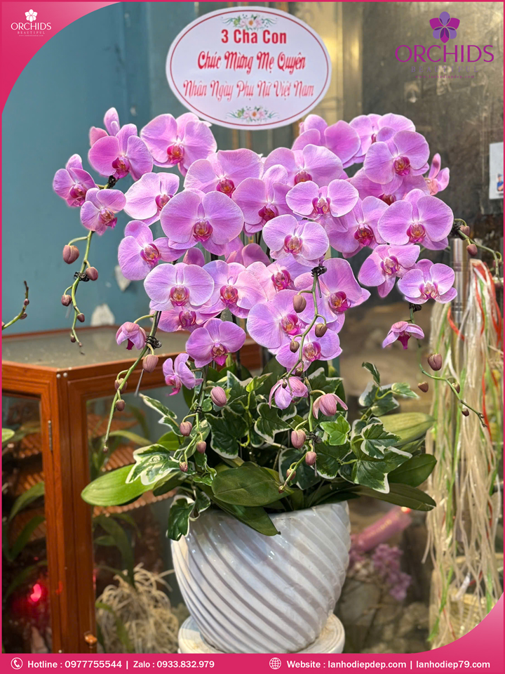 Chậu hoa lan hồ điệp hồng 7 cành H262