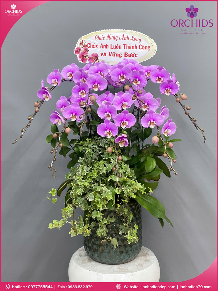 Chậu hoa lan hồ điệp hồng 7 cành H278