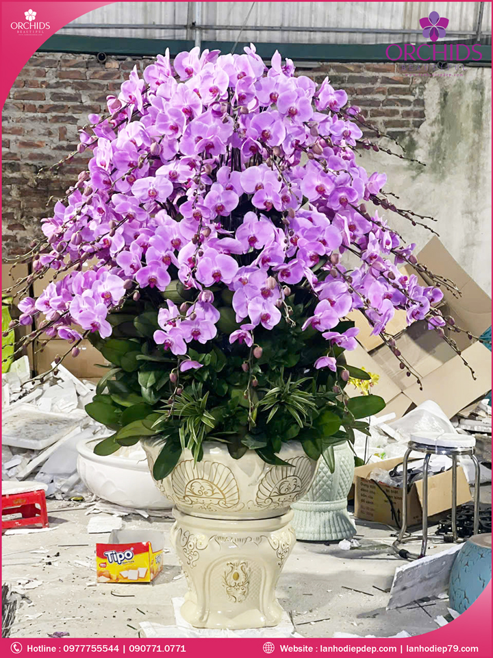 Chậu hoa lan hồ điệp hồng 79 cành