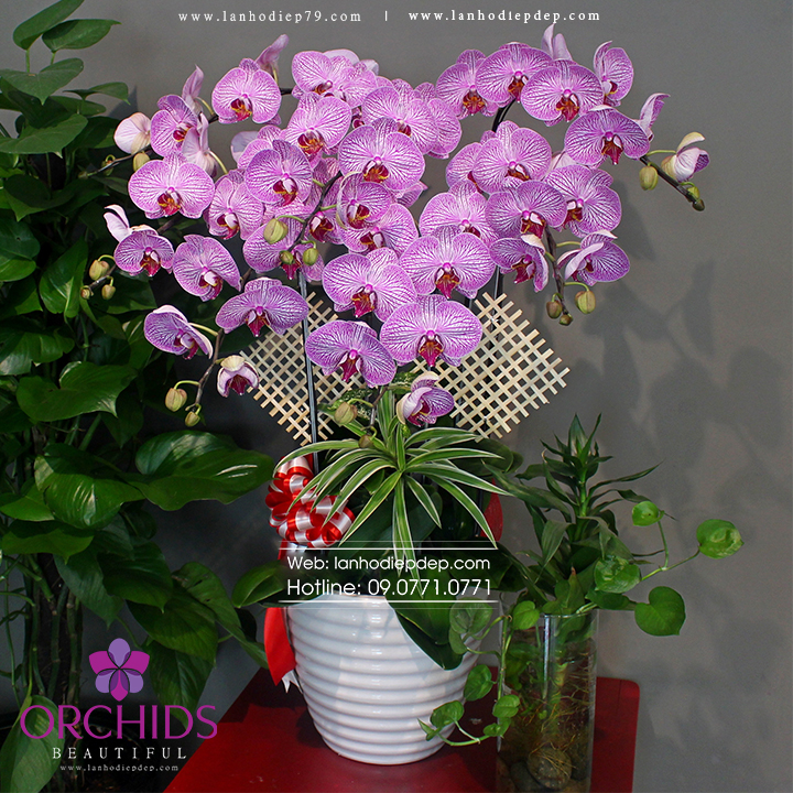 Chậu Lan Hồ điệp đẹp Rẻ Với 8 Canh Hoa Mau Hồng
