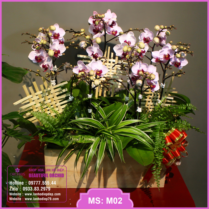 Chậu hoa lan hồ điệp mini với 10 cành hoa xinh xắn màu hồng được thiết kế vô cùng đẹp mắt và tinh tế