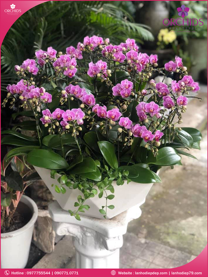 Chậu hoa lan hồ điệp mini hồng 15 cành