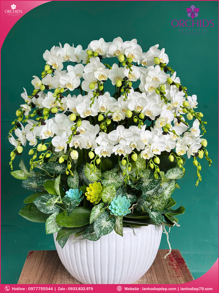Chậu hoa lan hồ điệp mini 15 cành M93