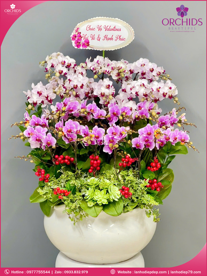 Chậu hoa lan hồ điệp mini 20 cành