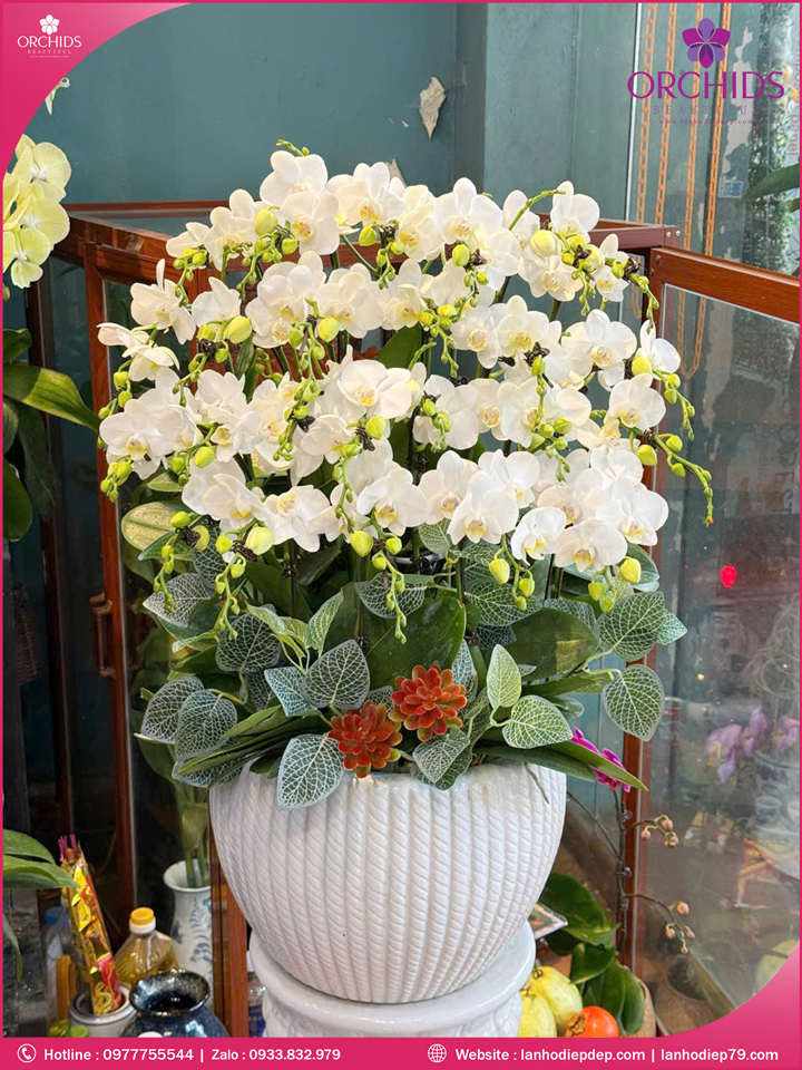 Chậu hoa lan hồ điệp mini 25 cành