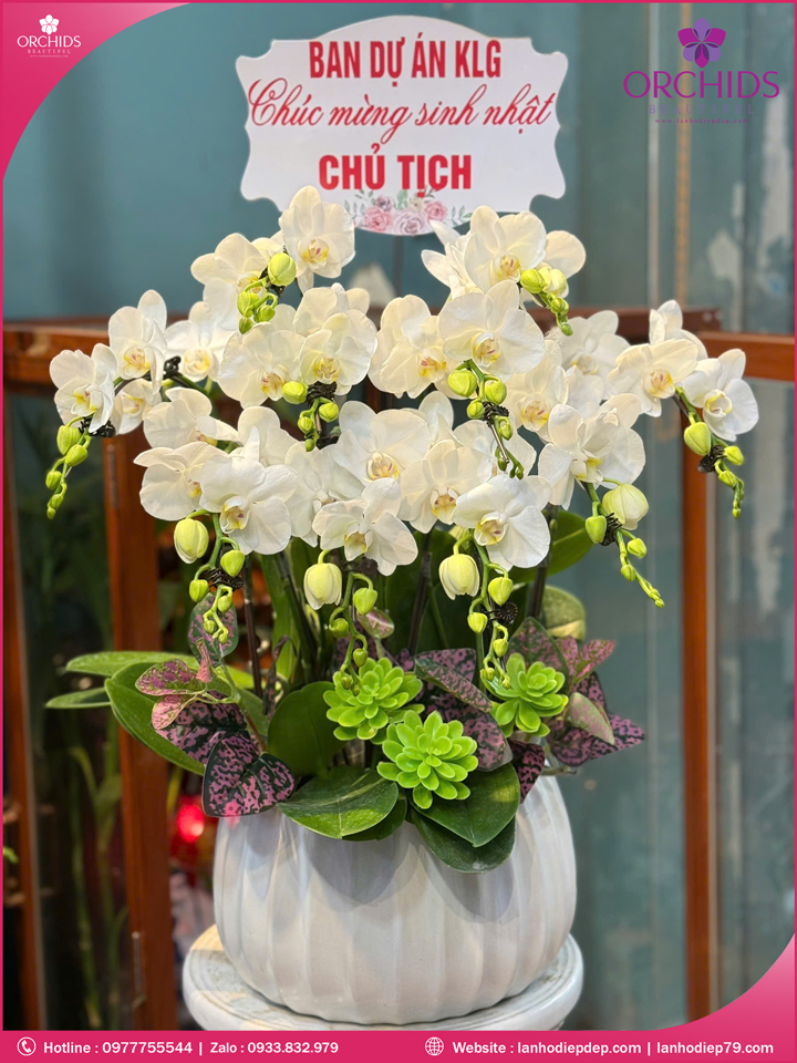 Chậu hoa lan hồ điệp mini 5 cành M88