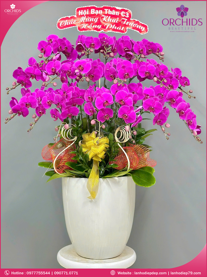 Chậu hoa lan hồ điệp tím 18 cành
