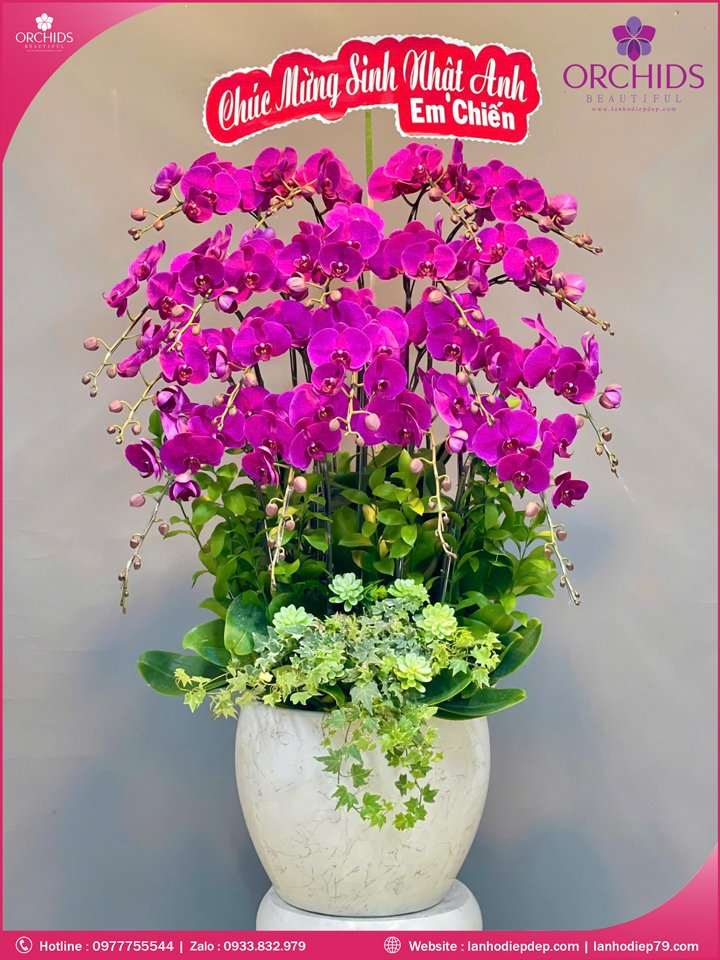 Chậu hoa lan hồ điệp tím 18 cành T196