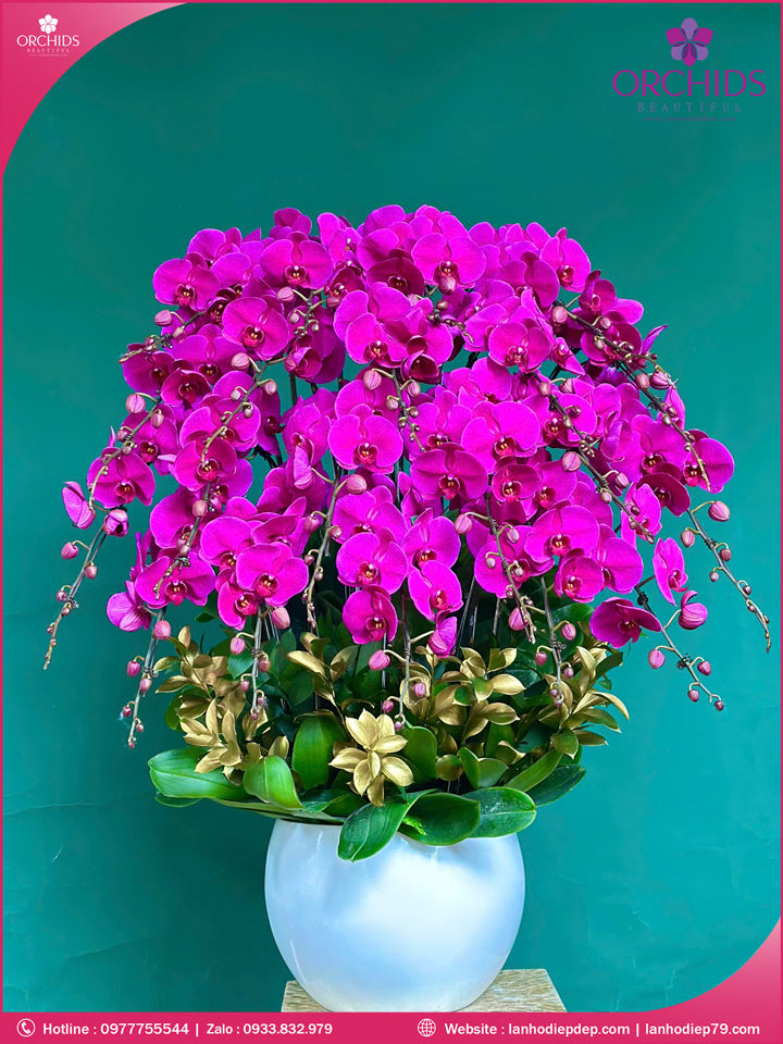 Chậu hoa lan hồ điệp tím 20 cành T197
