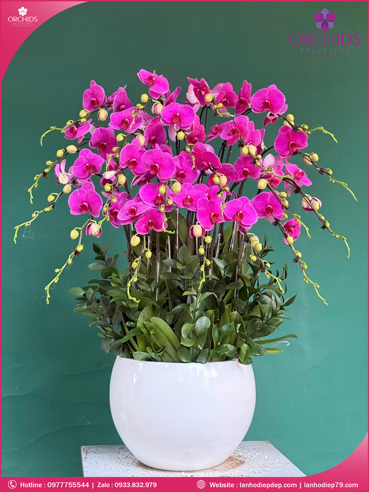 Chậu hoa lan hồ điệp tím 20 cành T201