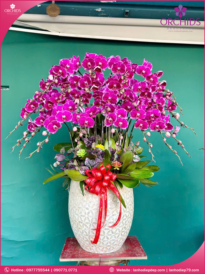 Chậu hoa lan hồ điệp tím 25 cành