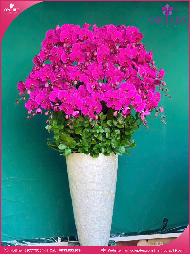 Chậu hoa lan hồ điệp tím 25 cành T203