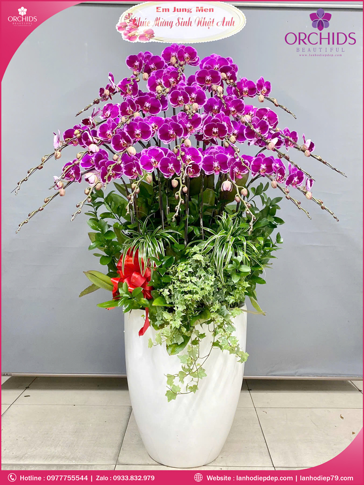 Chậu hoa lan hồ điệp tím 26 cành T218