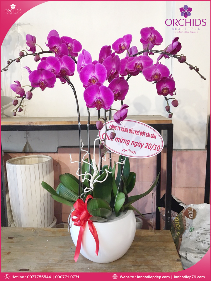 Chậu hoa lan hồ điệp tím 5 cành