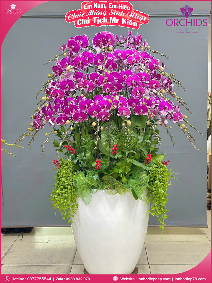 Chậu hoa lan hồ điệp tím 50 cành T219