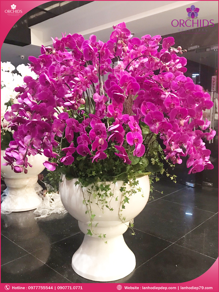 Chậu hoa lan hồ điệp tím 59 cành