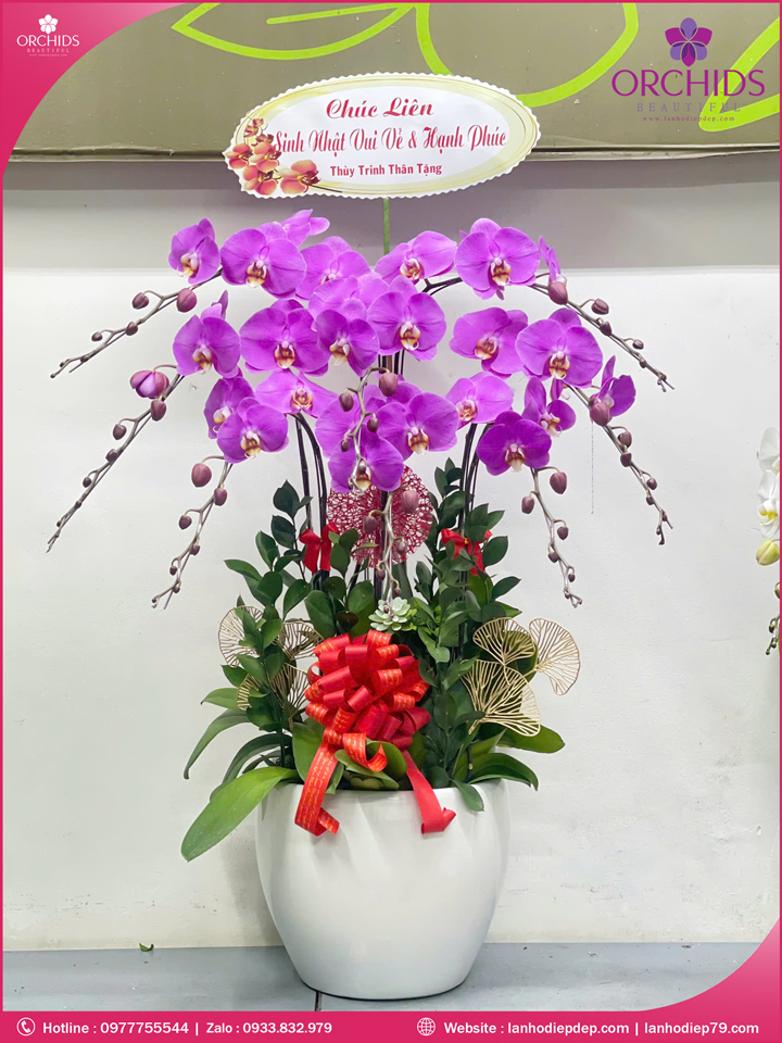 Chậu hoa lan hồ điệp tím 8 cành T184
