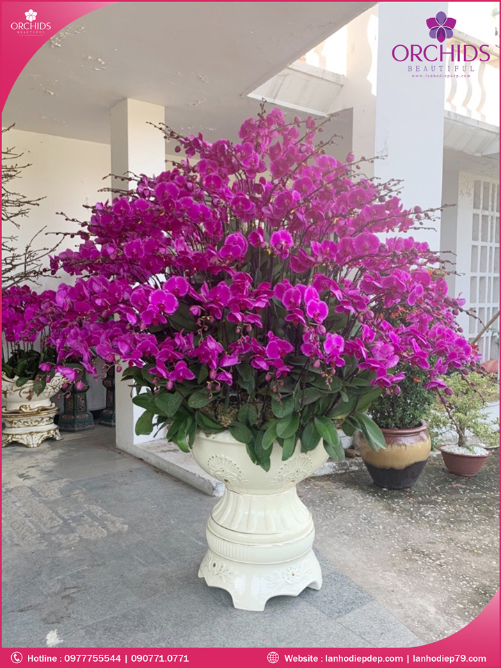 Chậu hoa lan hồ điệp tím 99 cành