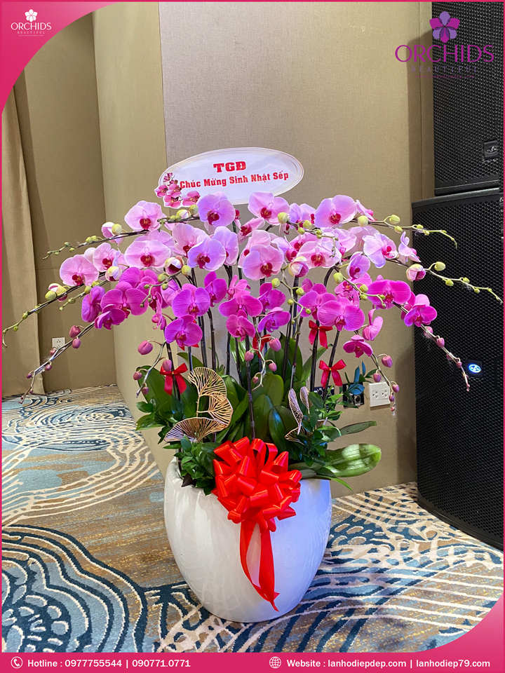 Chậu hoa lan hồ điệp tím hồng 15 cành
