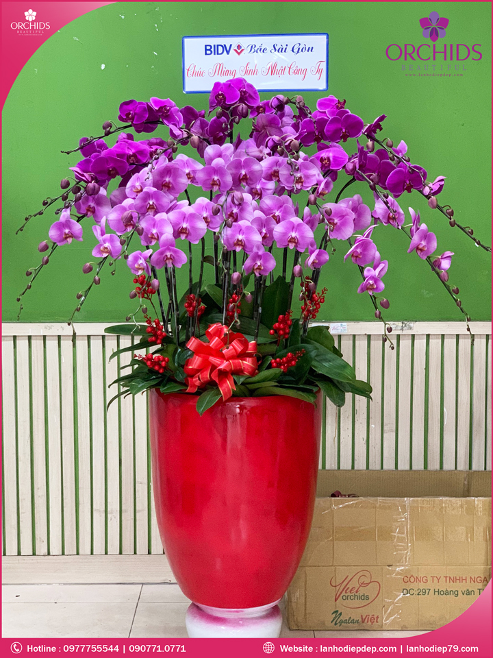 Chậu hoa lan hồ điệp tím hồng 20 cành