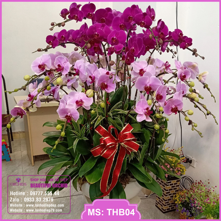 Chậu hoa lan hồ điệp siêu đẹp 35 cành màu tím hồng là món quà ý nghĩa dành tặng người thân, bạn bè và đối tác, thể hiện sự sang trọng và đẳng cấp